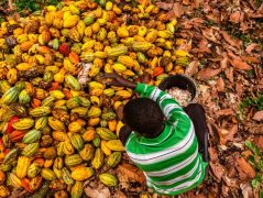 NGOs: Are Industry And Governments Watering Down New Cocoa Report Data To Downplay Persistent Child Labor and Farmer Poverty?
