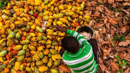 NGOs: Are Industry And Governments Watering Down New Cocoa Report Data To Downplay Persistent Child Labor and Farmer Poverty?