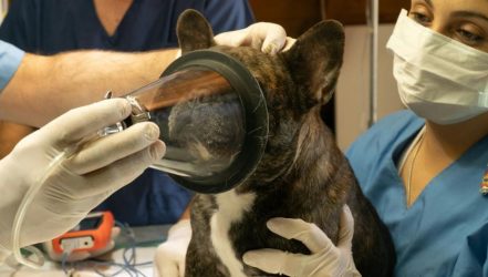 Essential Things Every Veterinary Clinic Must Have